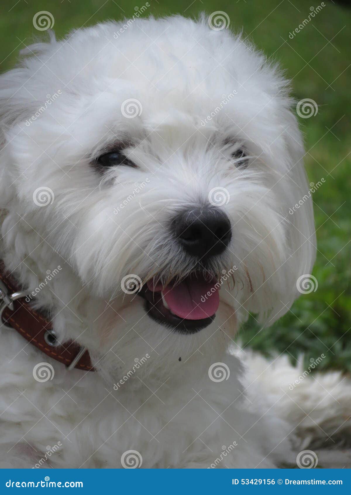 dog madagascar bishon coton-de-tulear