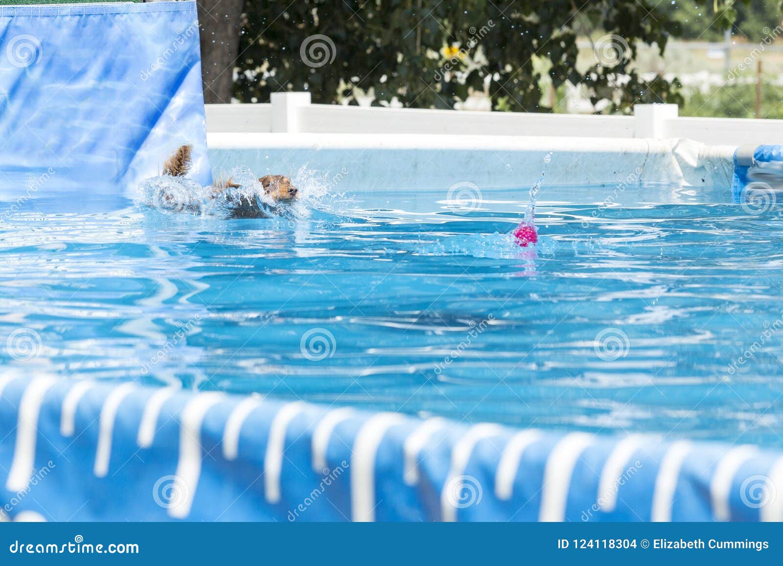 Dog jumping in to a pool stock photo. Image of swimming 124118304