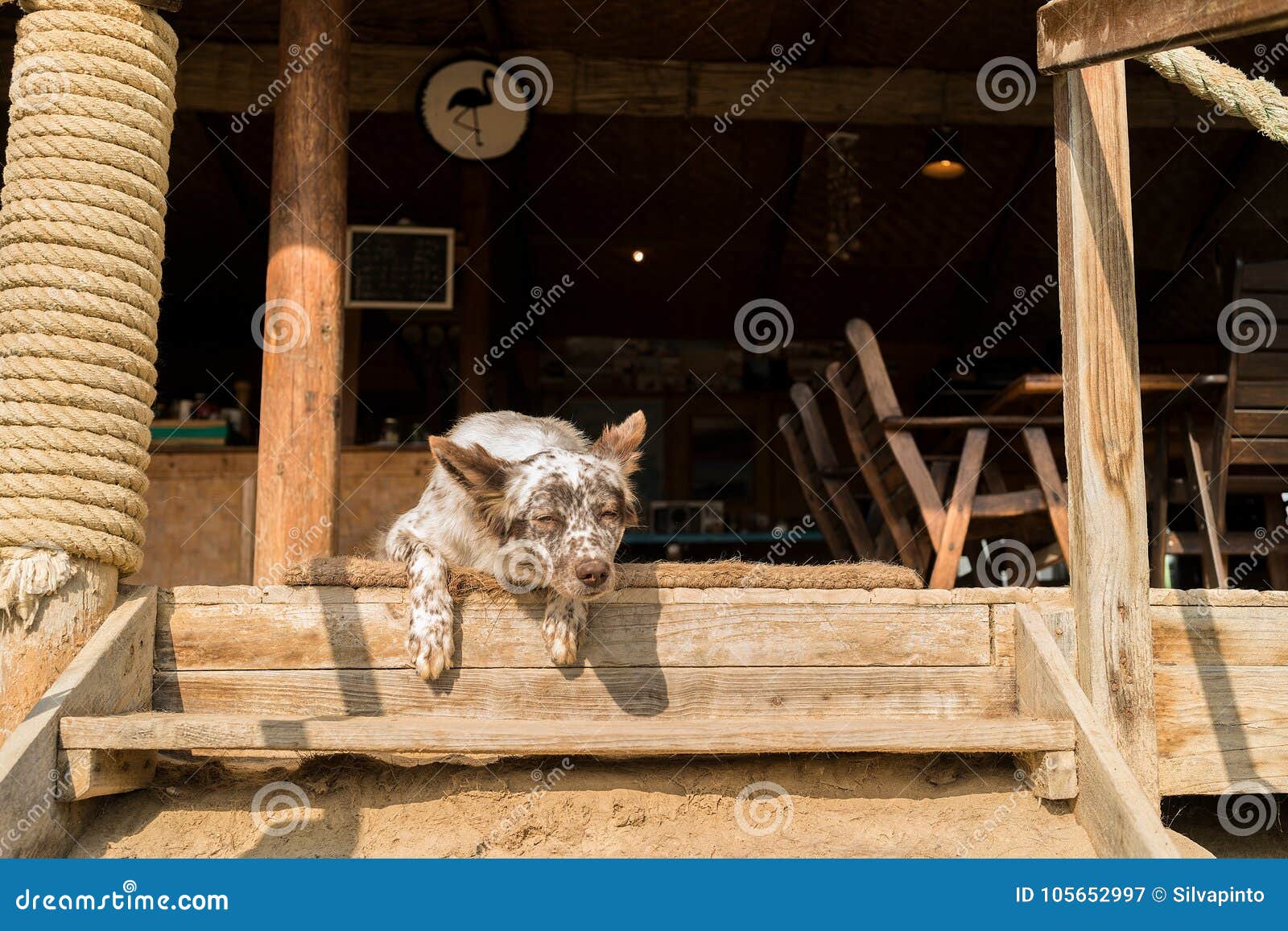 Dog Making Funny Face. with Natural Light. on Stairs Stock Image