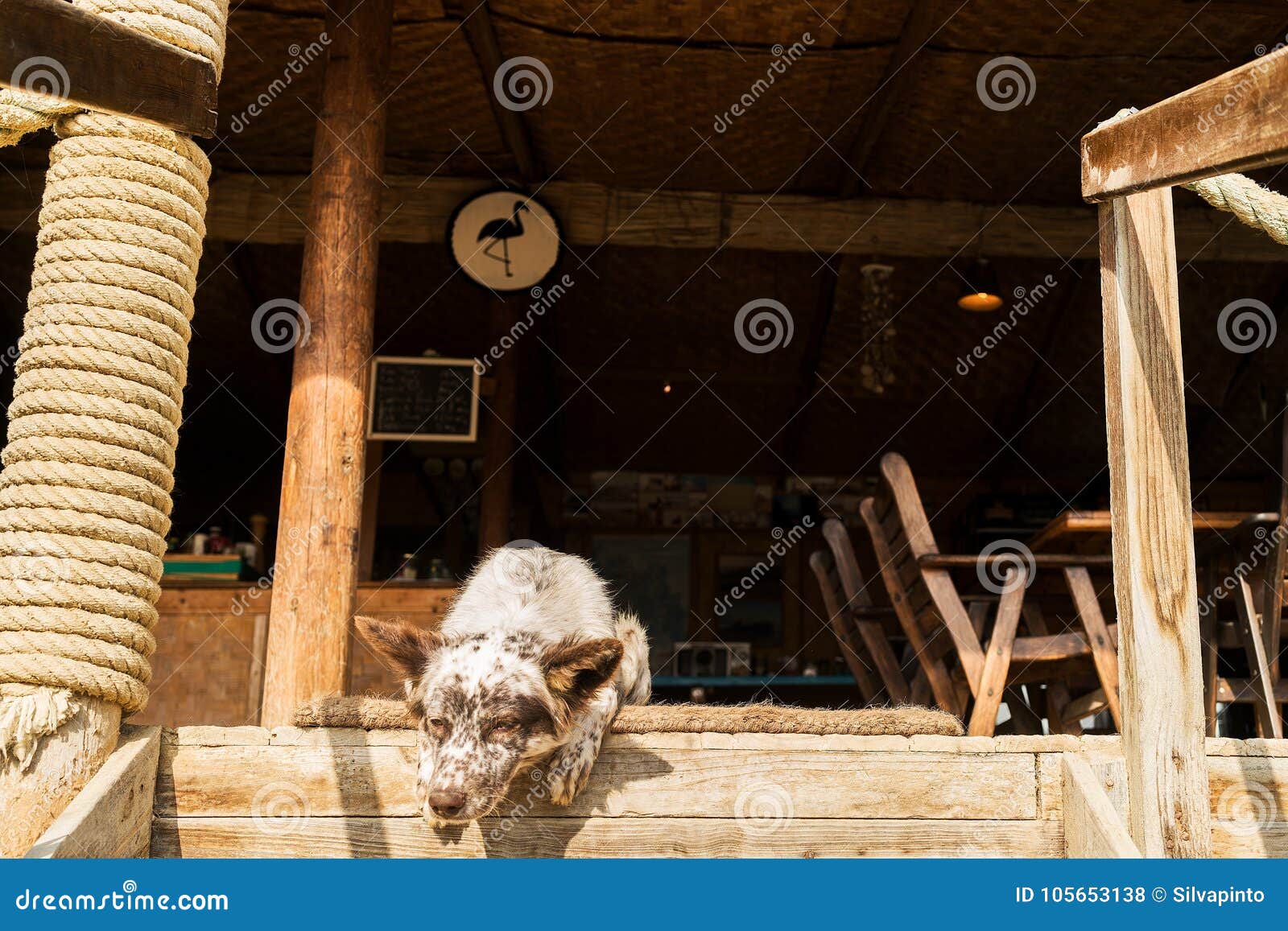 Dog Making Funny Face. with Natural Light. on Stairs Stock Photo