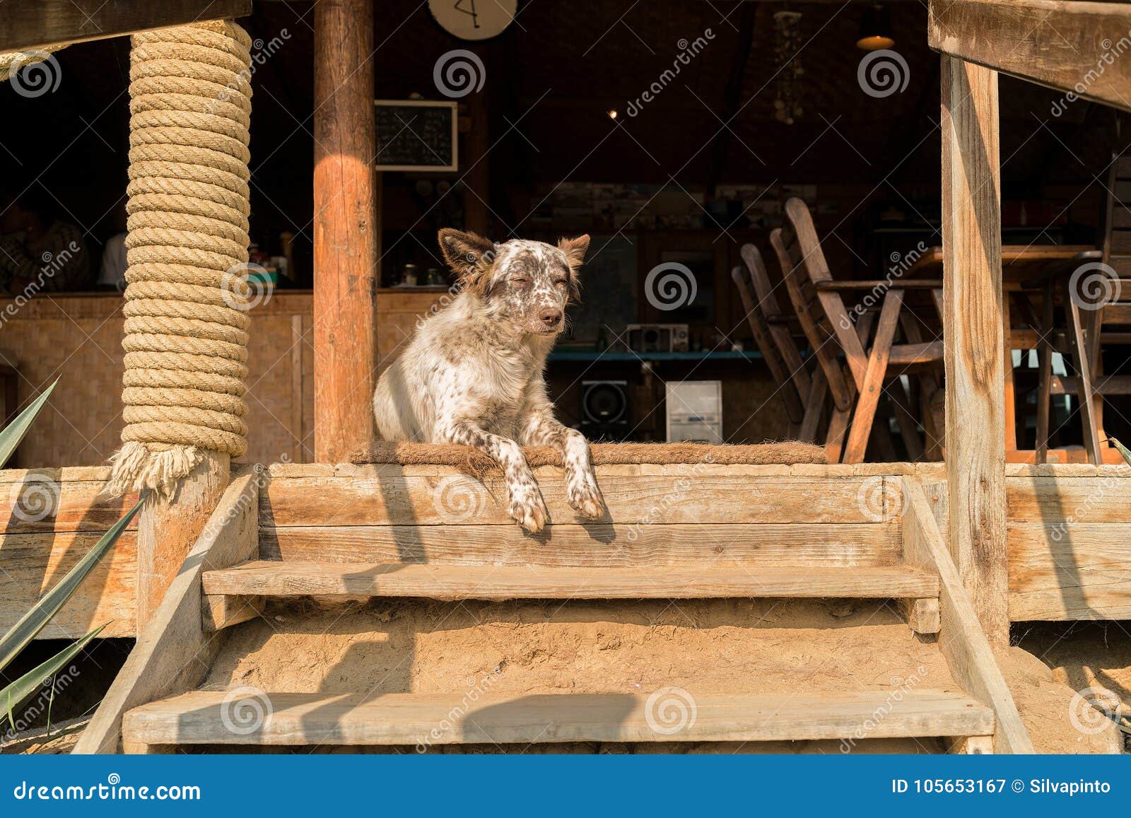 Dog Making Funny Face. with Natural Light. on Stairs Stock Image