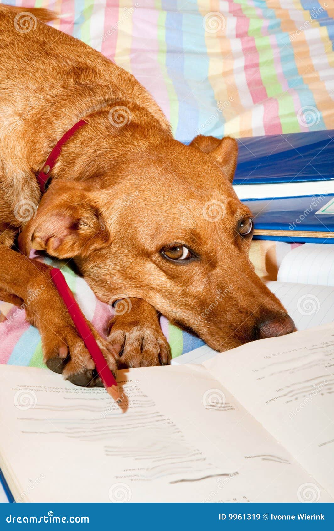 dogs doing homework