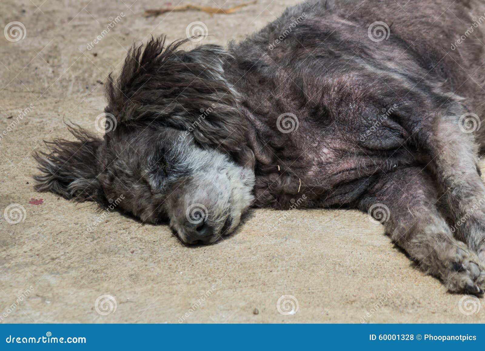 The dog stock photo. Image of meal, healthy, female, bell 60001328