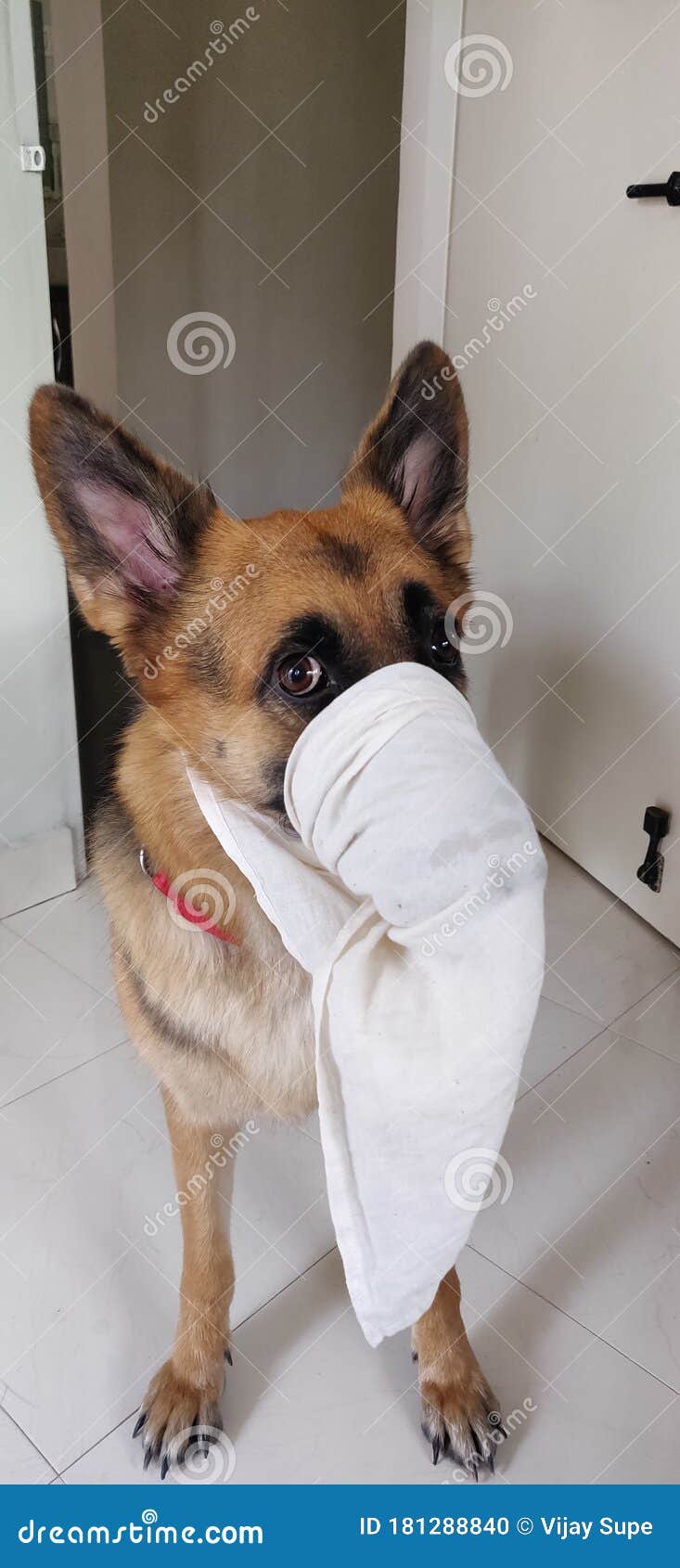 Dog with mask stock photo. Image of mask, terrier, whiskers 181288840