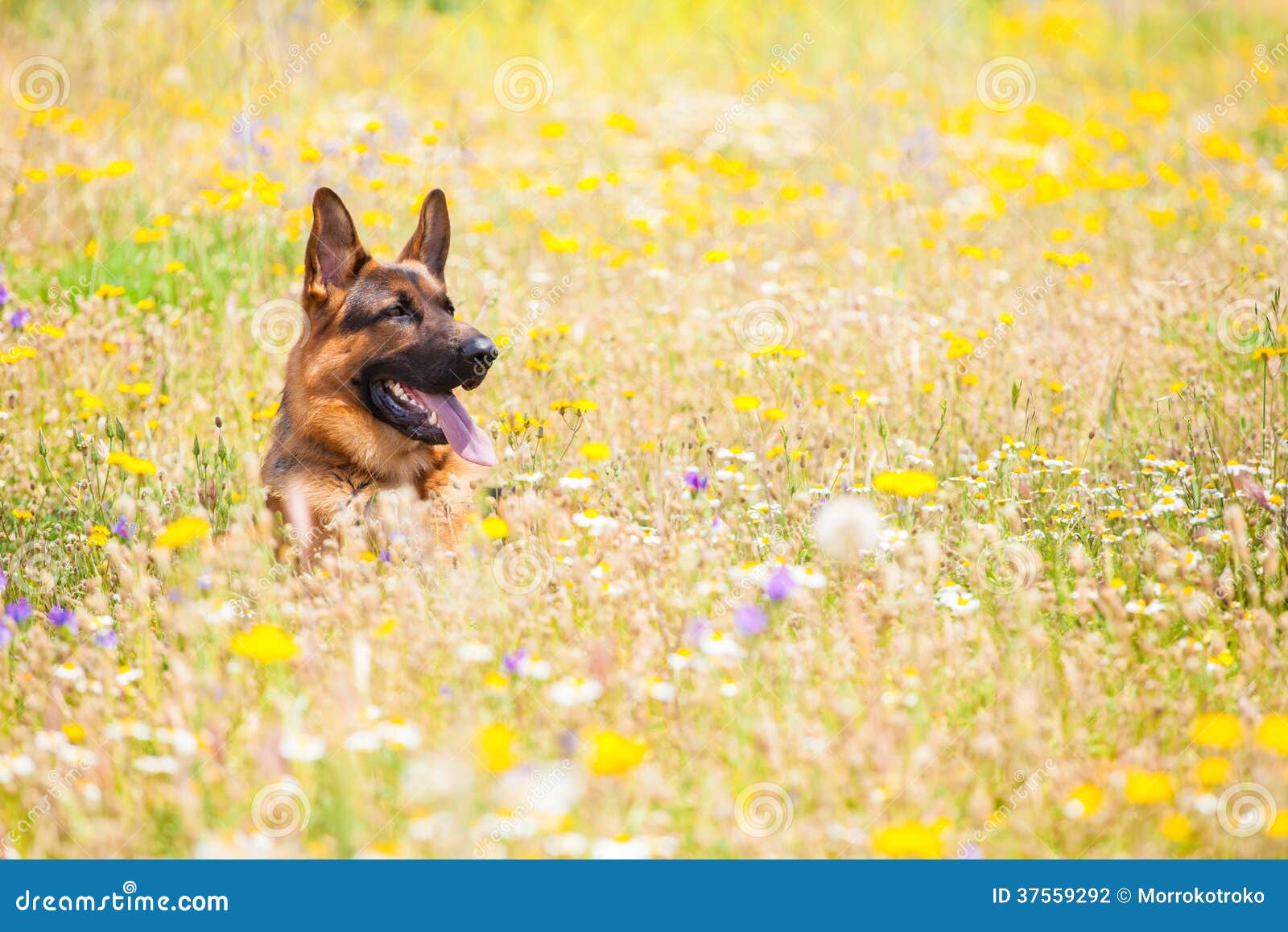 Dog in a meadow stock photo. Image of friendly, pets 37559292