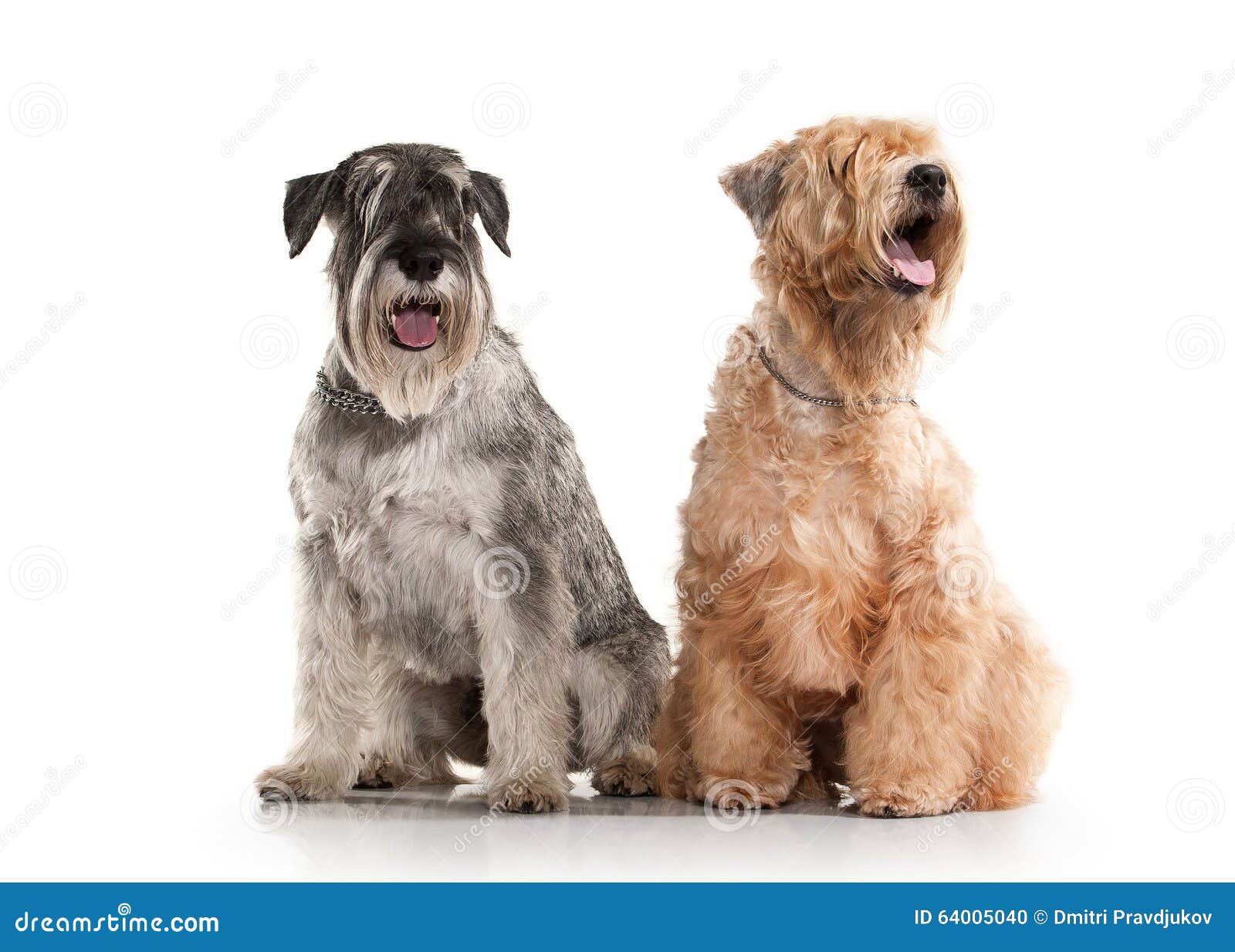 are schnauzer terriers