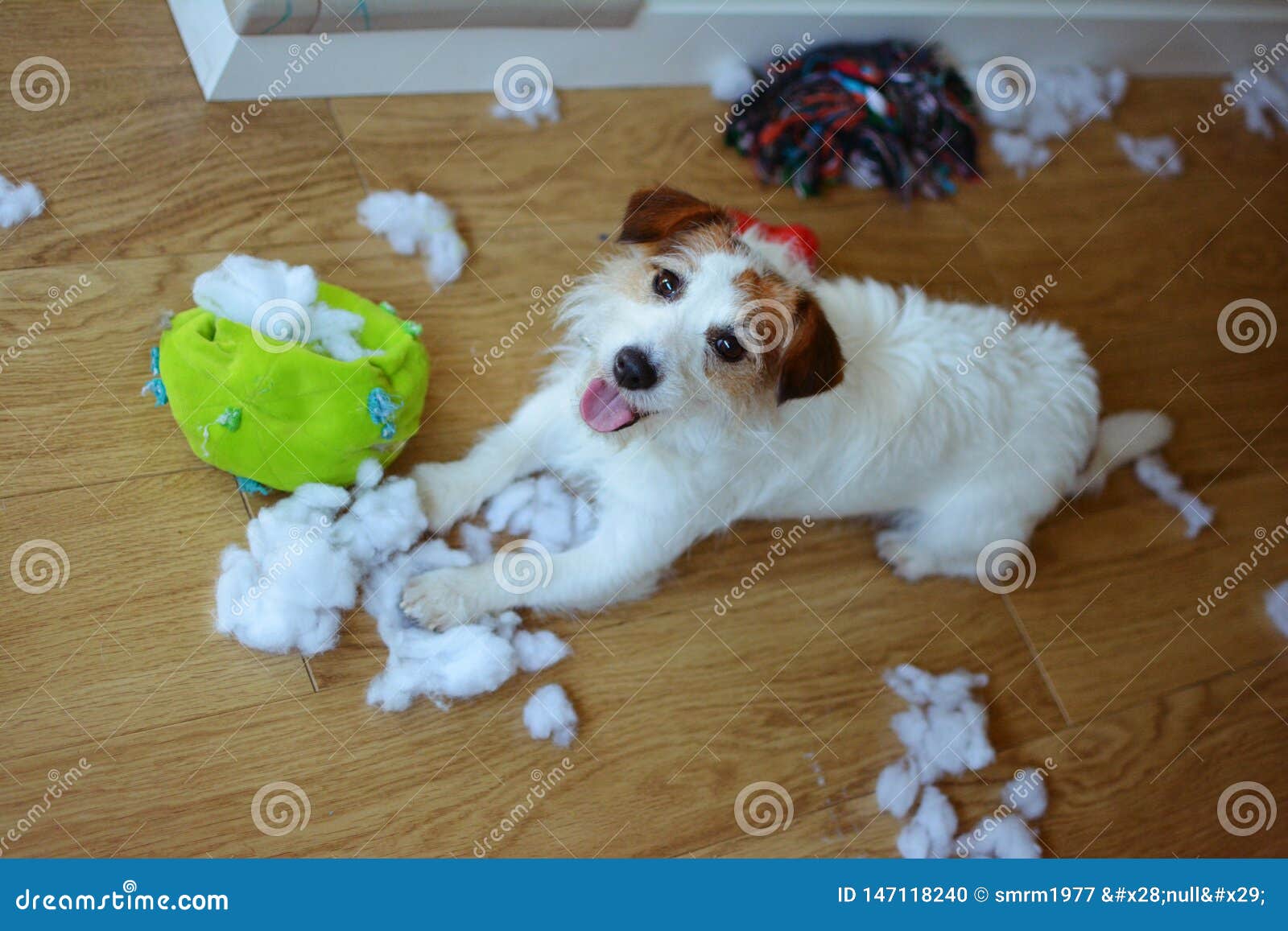 dog mischief. funny and guilty jack russell destroyed a fabric and fluffy ball and toys at home. high angle view