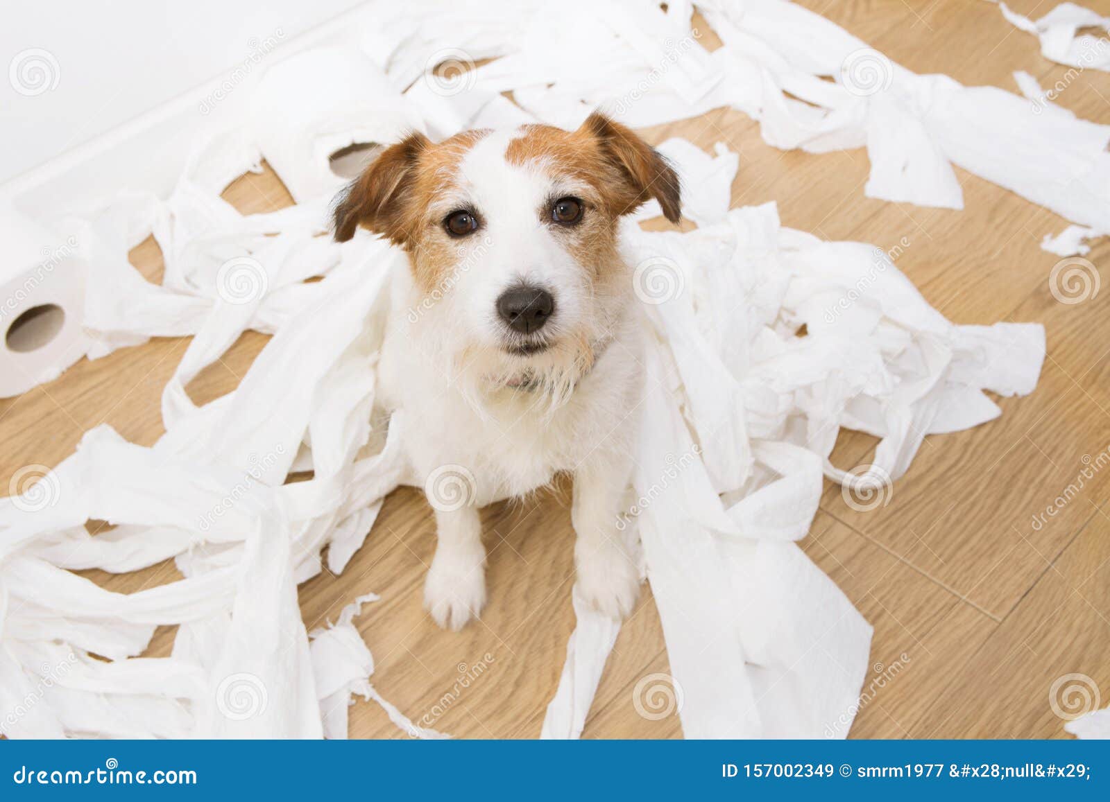 dog mischief. jack russell with gudog mischief. jack russell with guilty expression after play unrolling toilet paper. disobey