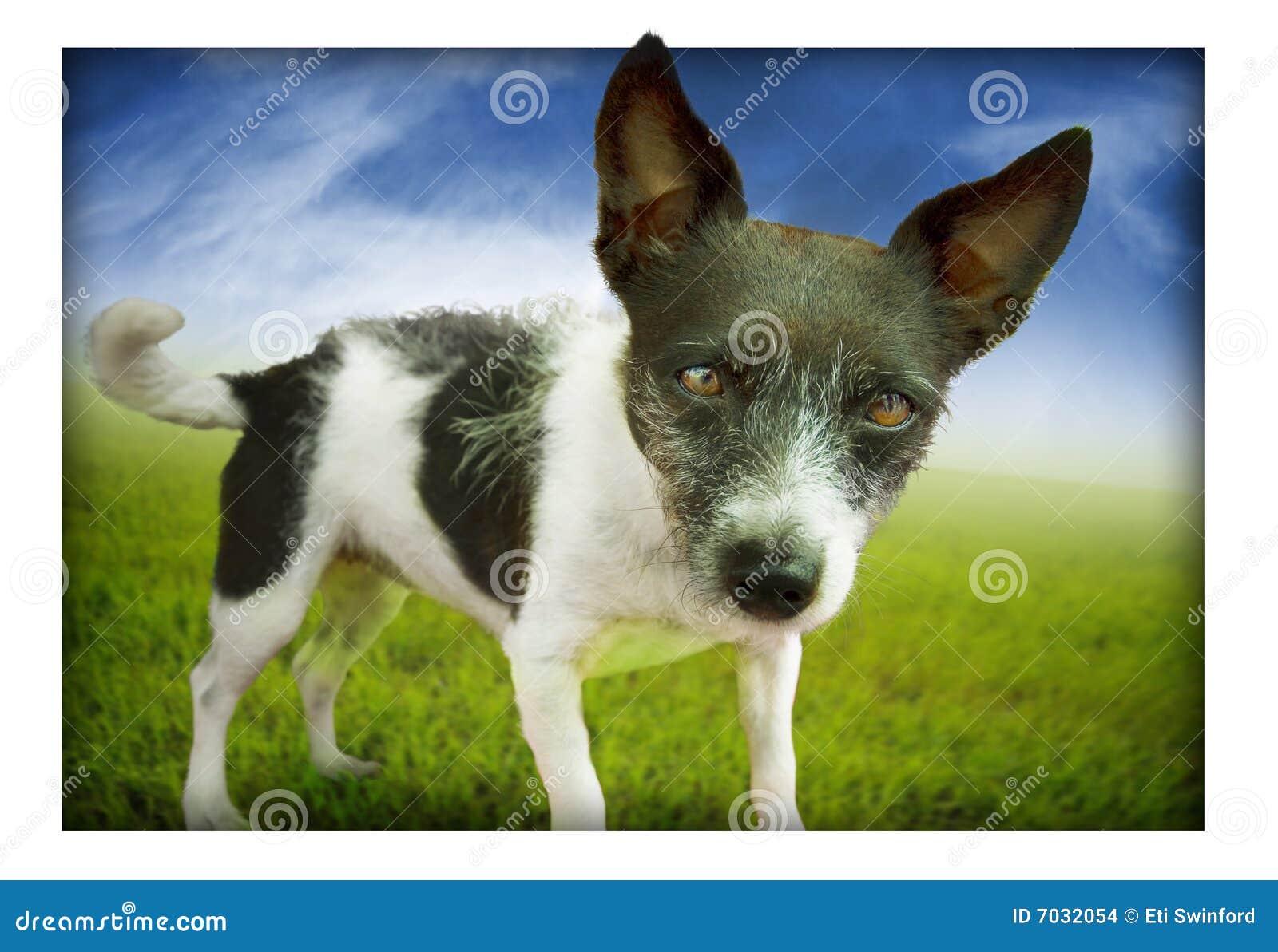 Dog Mixed Breed Stock Photo Image Of Focused Looking 7032054