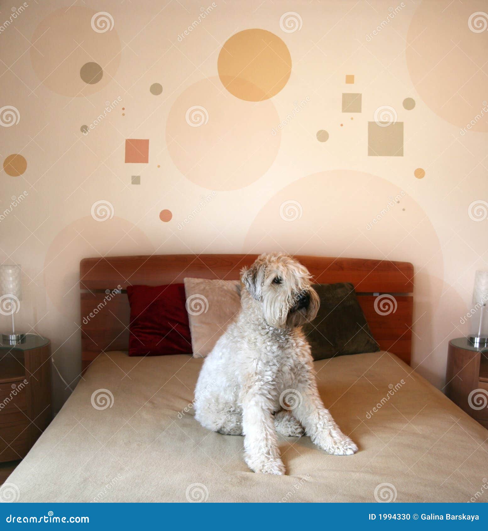 Dog in modern bedroom stock photo. Image of cozy, contemporary 1994330