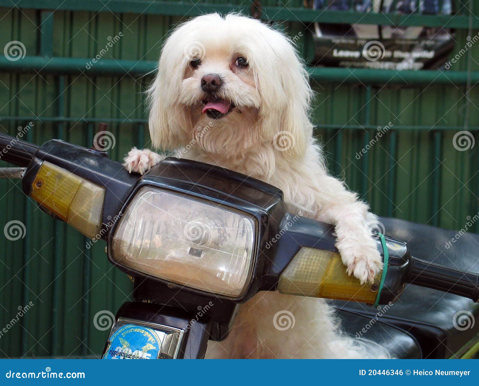 Dog on Motorcycle! stock photo. Image of animal, cambodia 20446346
