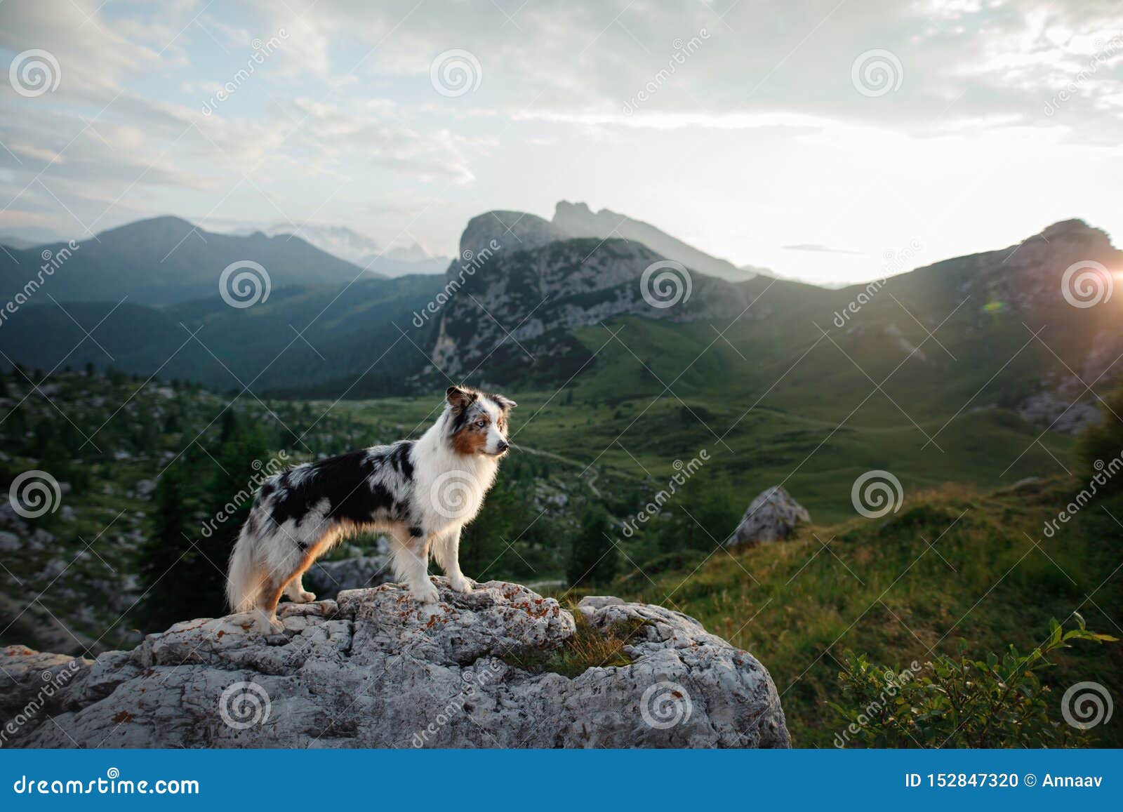 australian shepherd hiking