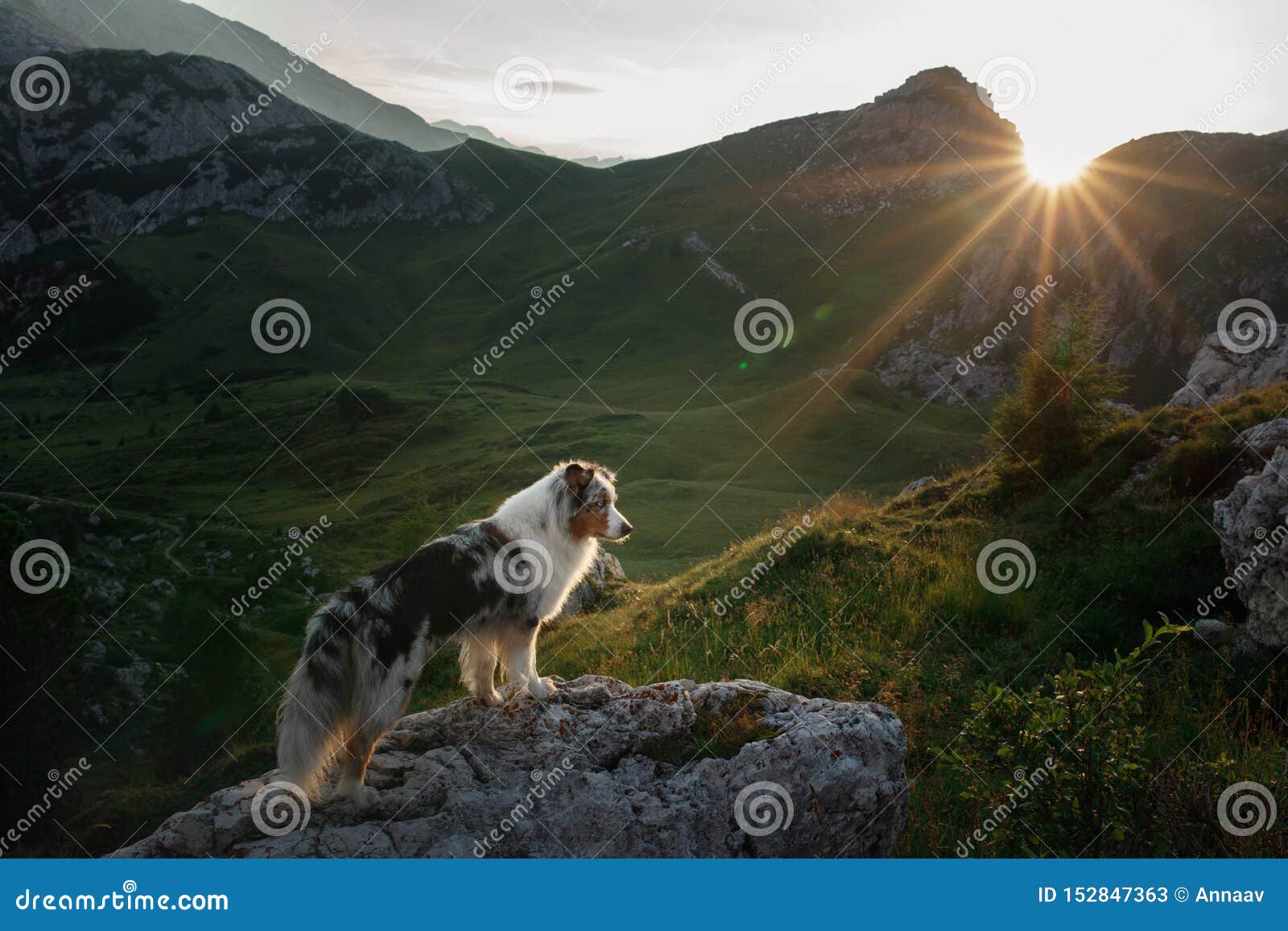 australian shepherd hiking