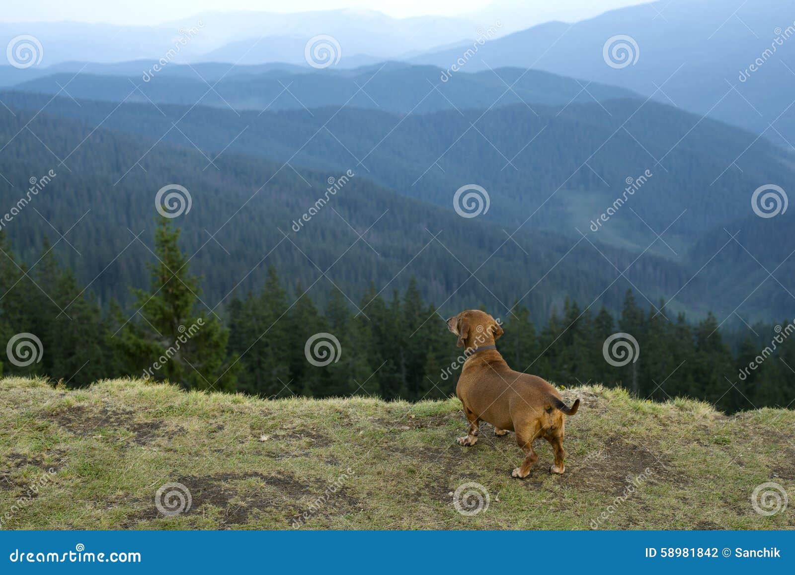 Dog in the mountains stock photo. Image of grass, trekking 58981842