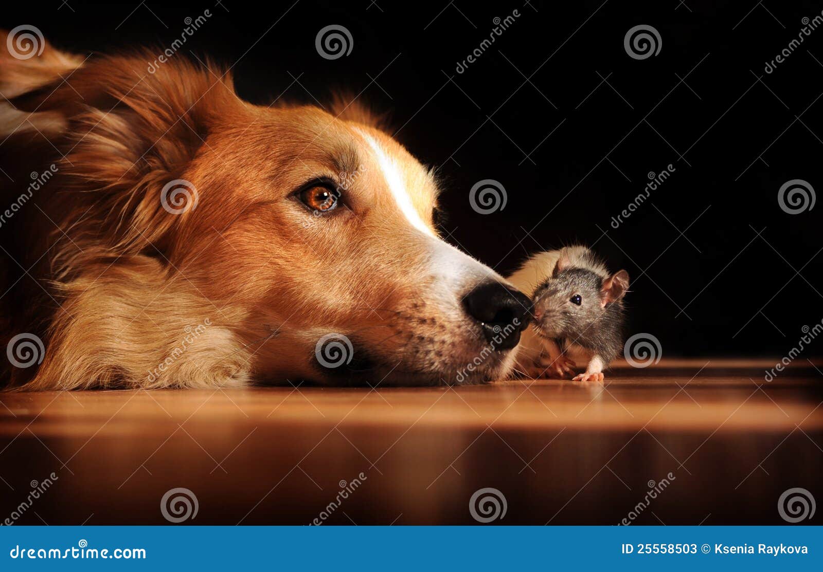 Dog and mouse friends. Dog and mouse are friends at home