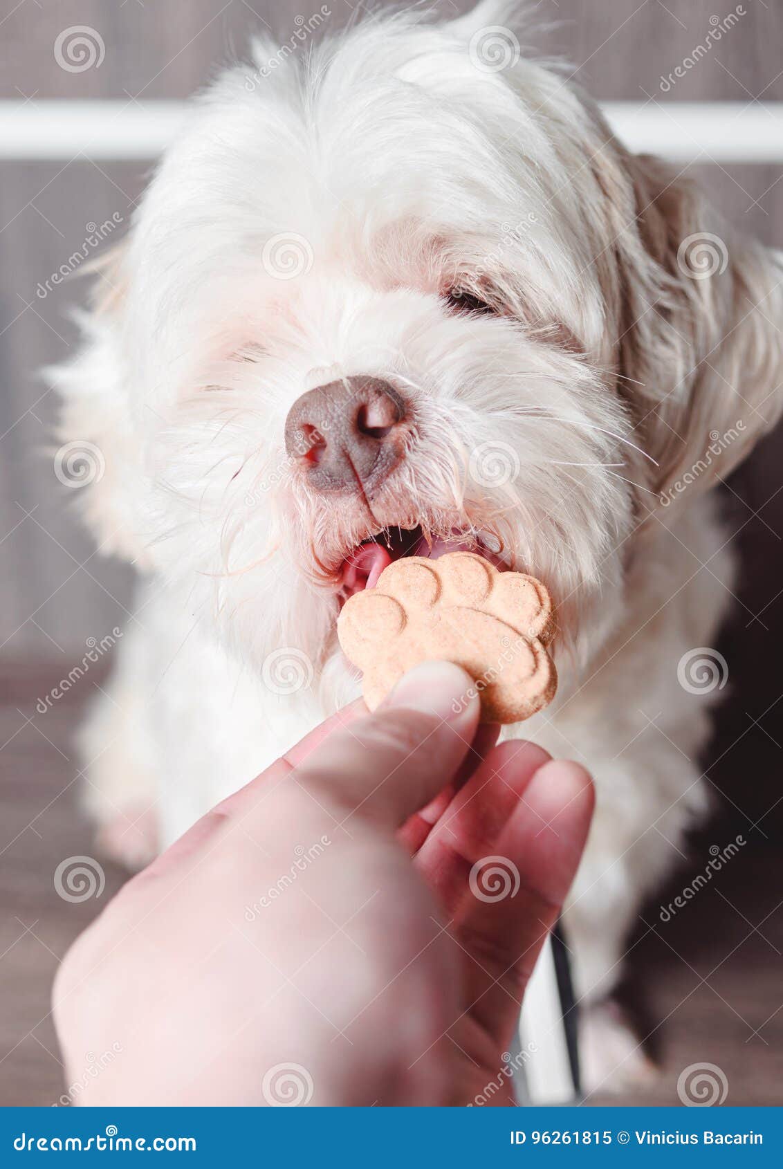 Dog with Mouth Open Going To Bite the Cracker. Stock Image Image of