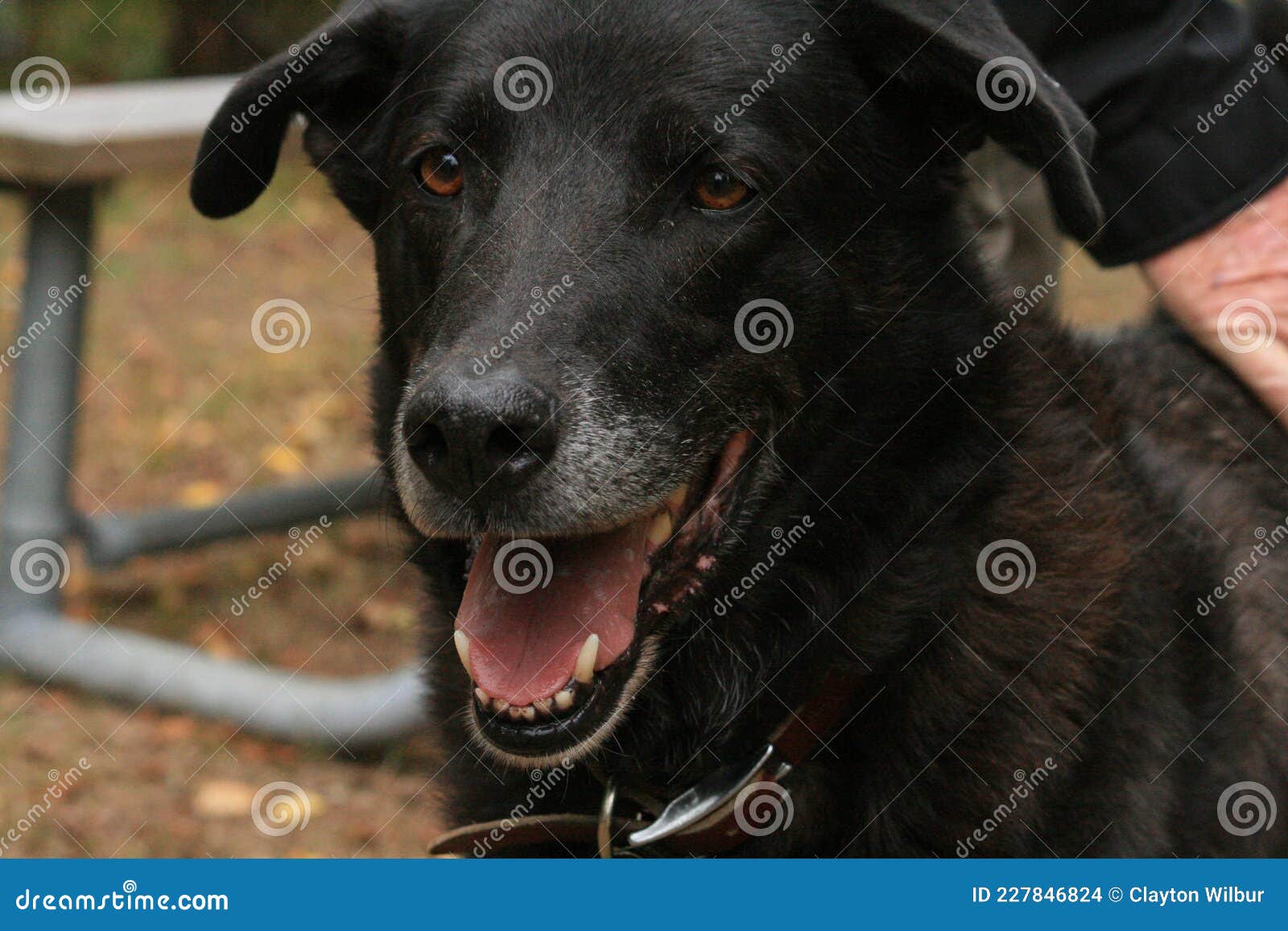 Dog with Mouth Open Panting Stock Photo Image of mouth, mammal 227846824