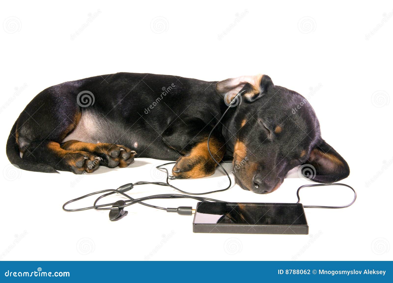 Dog with a mp3 player stock photo. Image of isolated, small 8788062