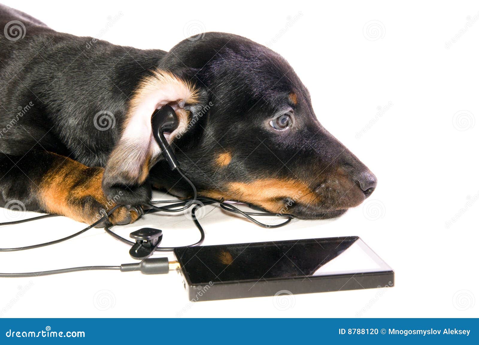 Dog with a mp3 player stock photo. Image of player, animal 8788120