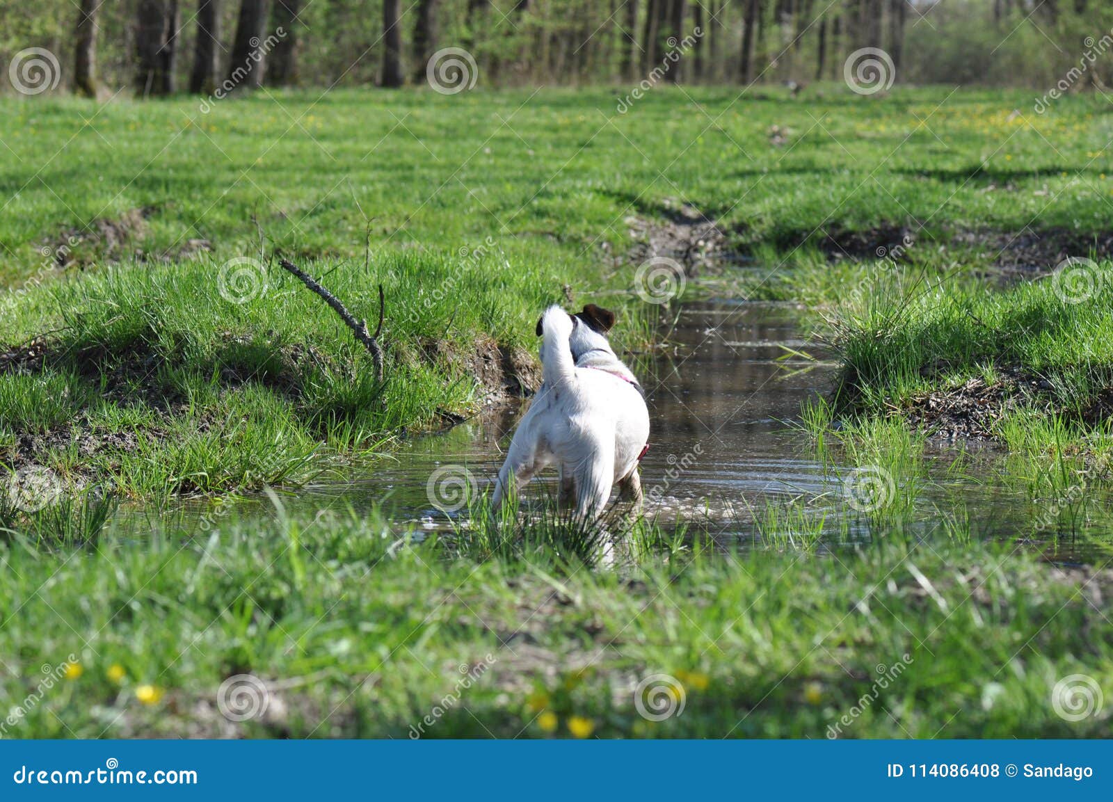 Dog mud bath stock photo. Image of animal, hand, canine 114086408