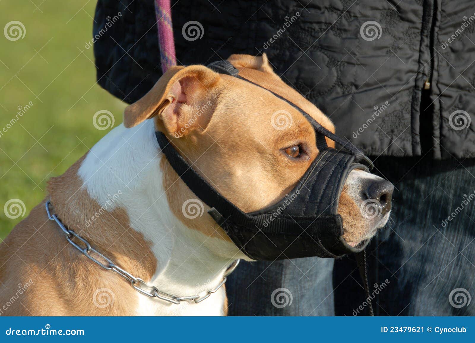 Dog and muzzle stock image. Image of collar, pedigree 23479621