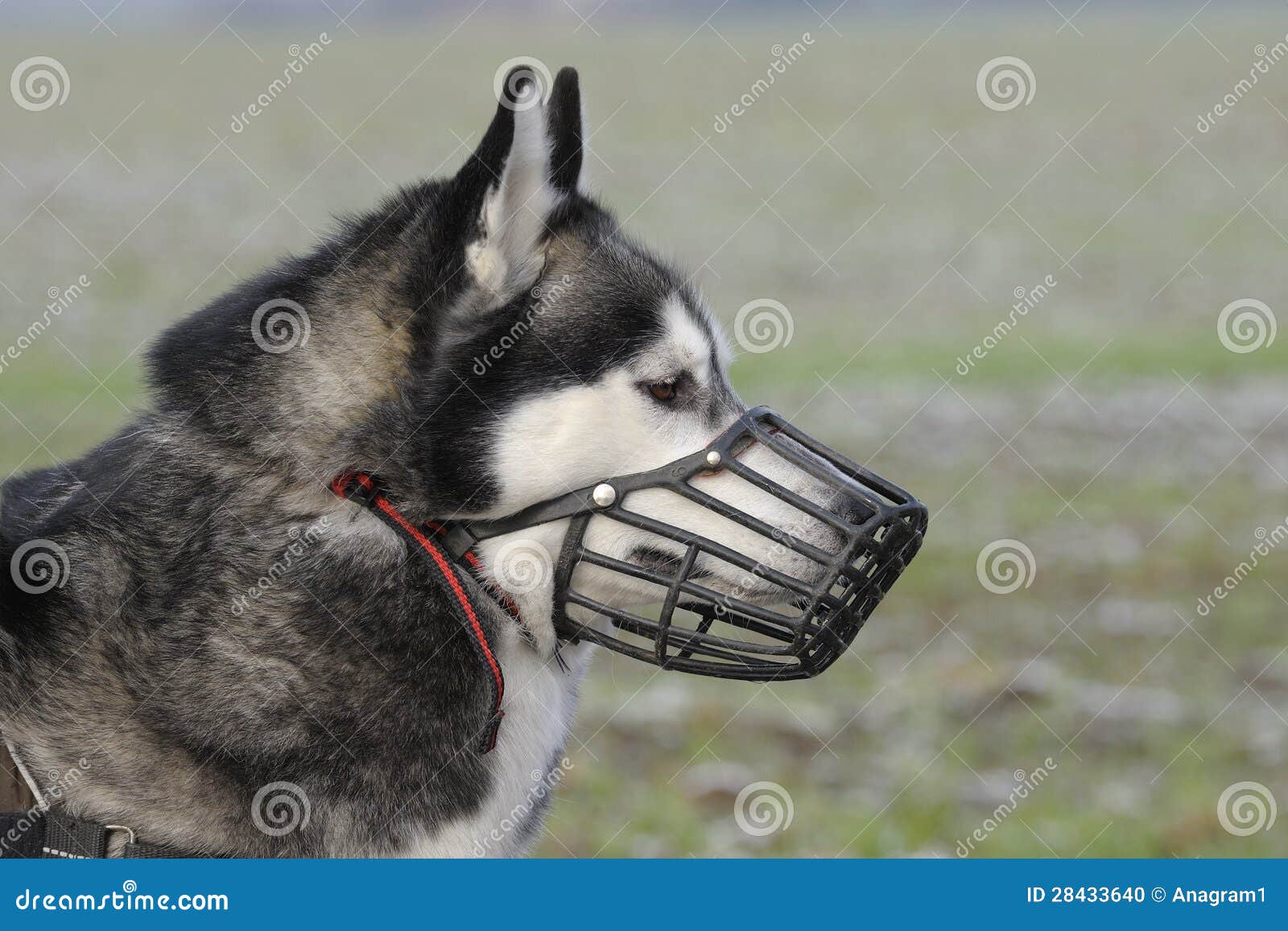 dog with muzzle