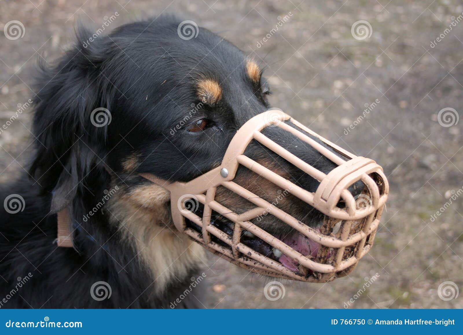 dog in muzzle