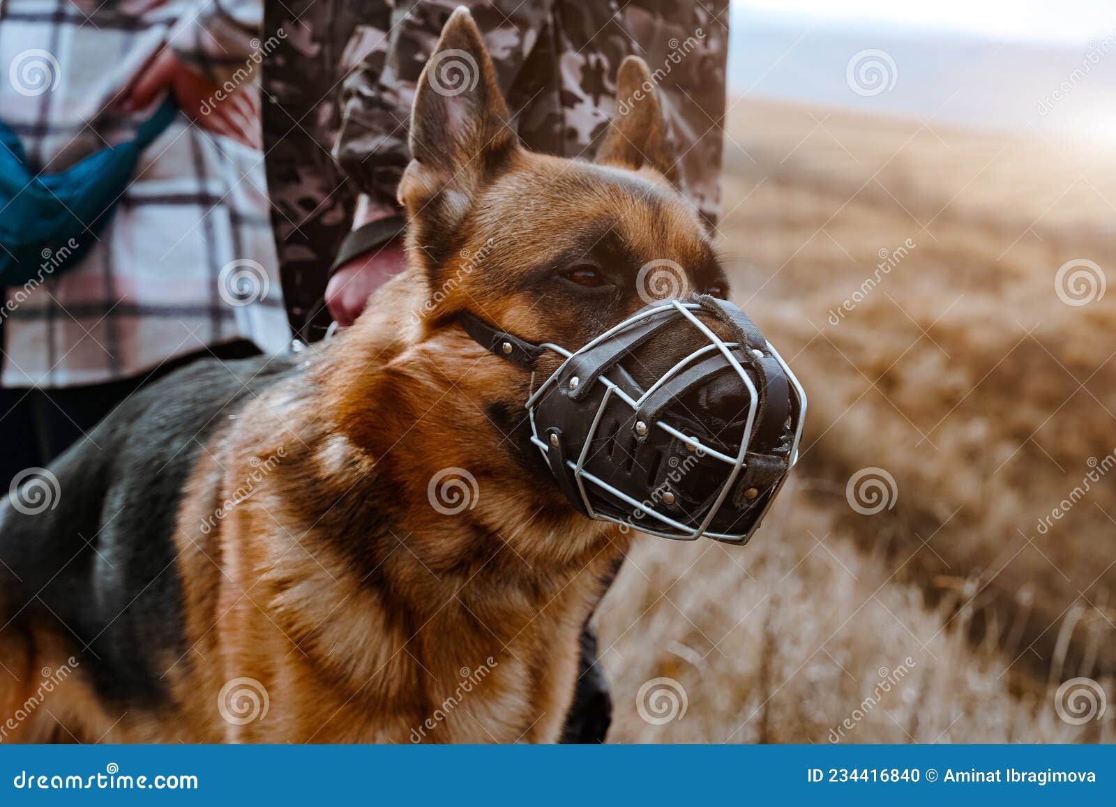Dog in a Muzzle. Safety for Others Stock Photo Image of vicious