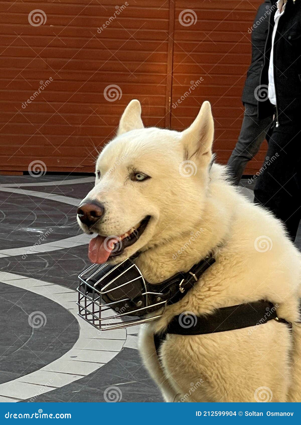 A Dog with a Muzzle on the Street. Stock Photo Image of mammal, human