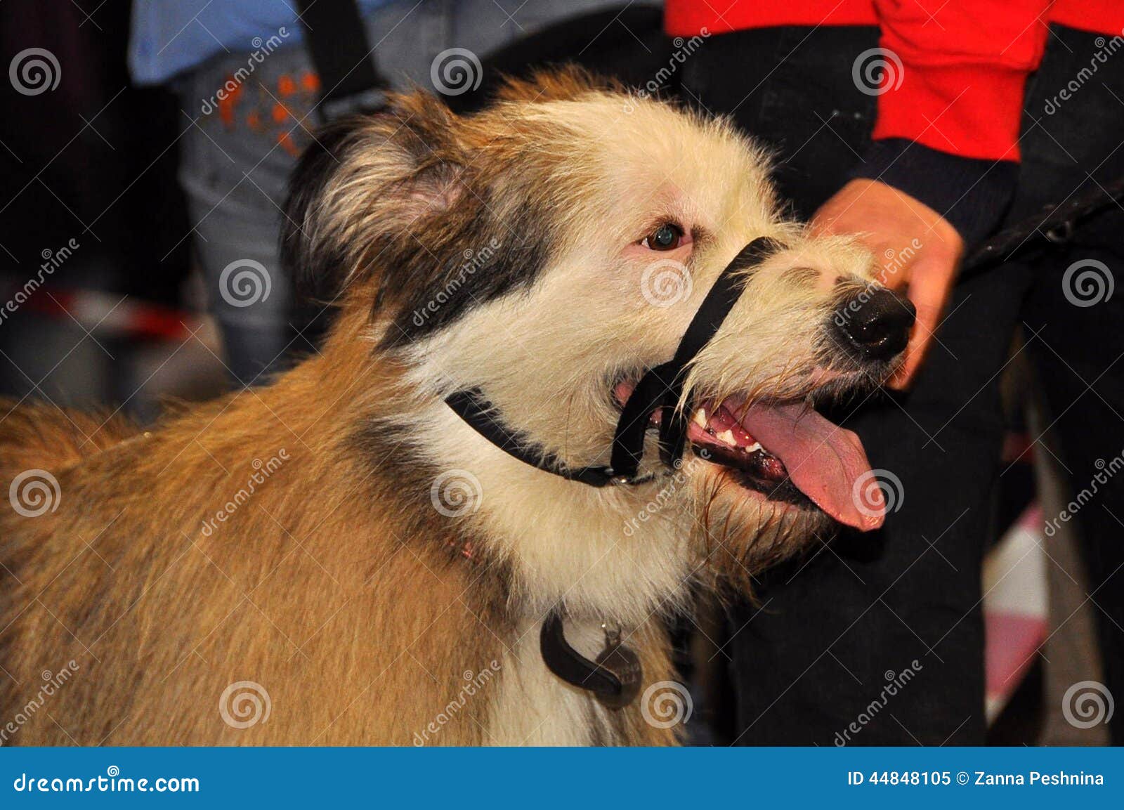 Dog muzzled stock image. Image of muzzle, muzzled, trainer 44848105