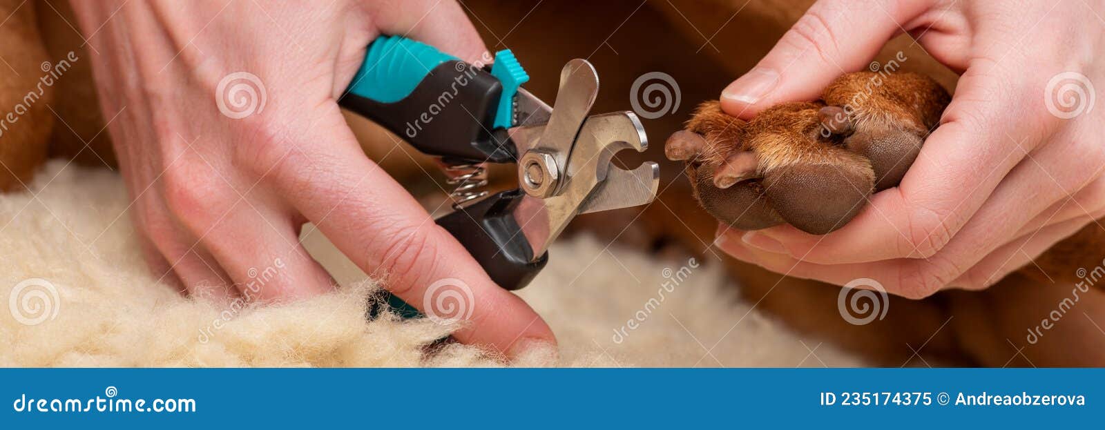 Dog Nail Dremel Stock Photos - Free & Royalty-Free Stock Photos from  Dreamstime