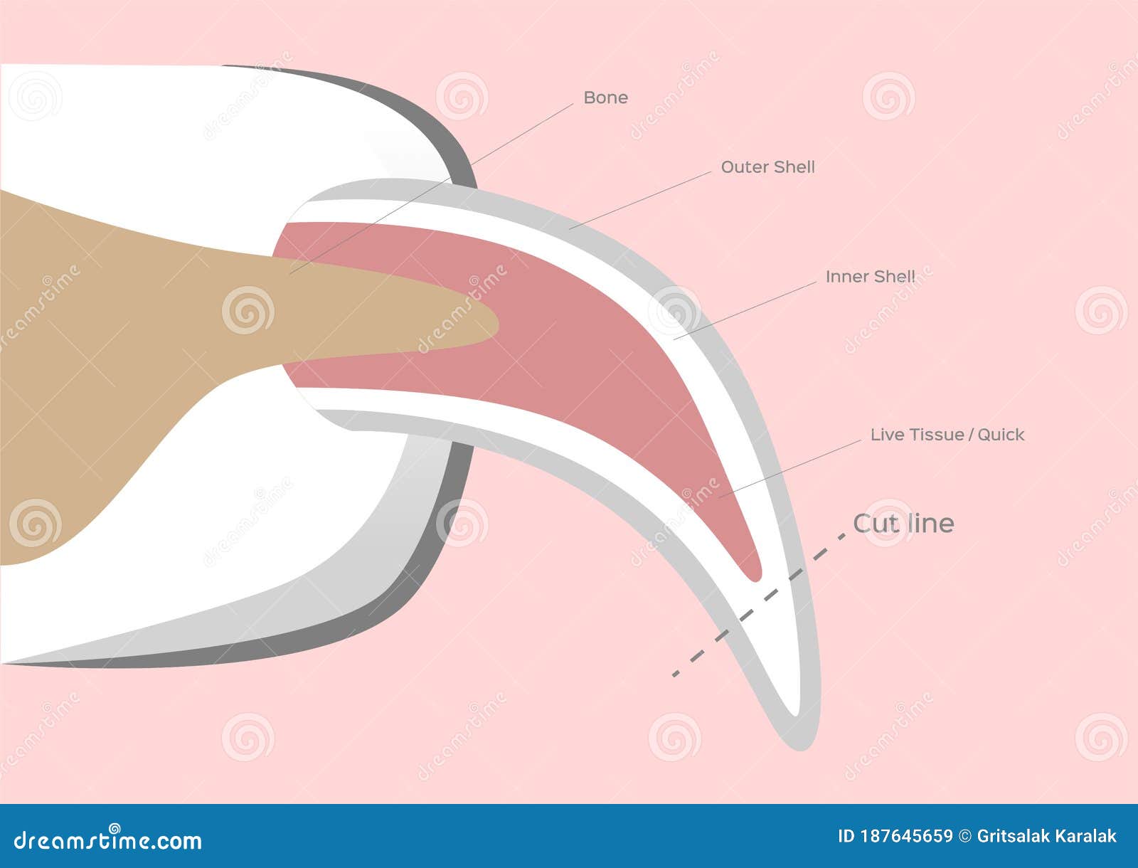 dog nail structure anatomy / fingernail 