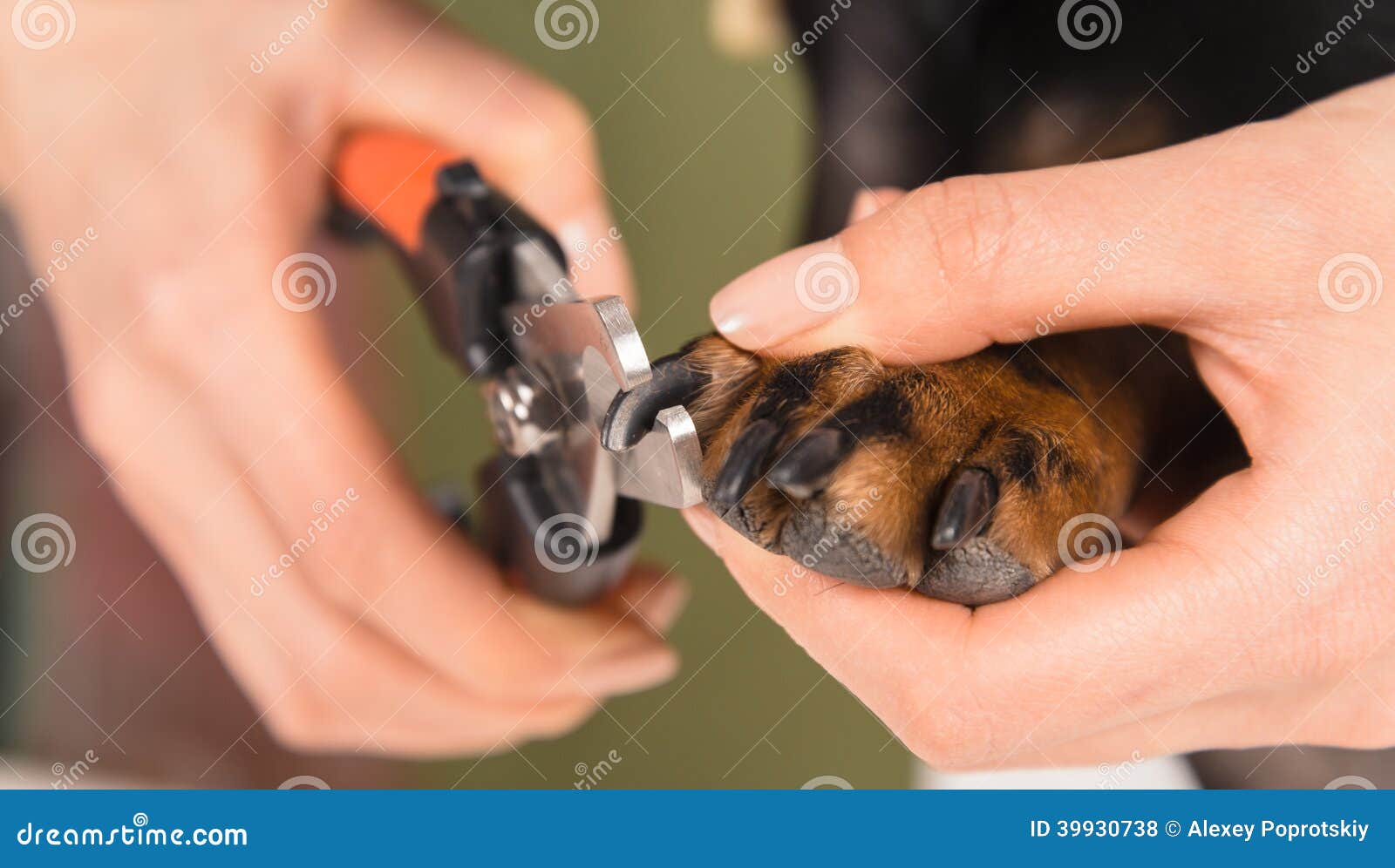 Dog Nail Dremel Stock Photos - Free & Royalty-Free Stock Photos from  Dreamstime