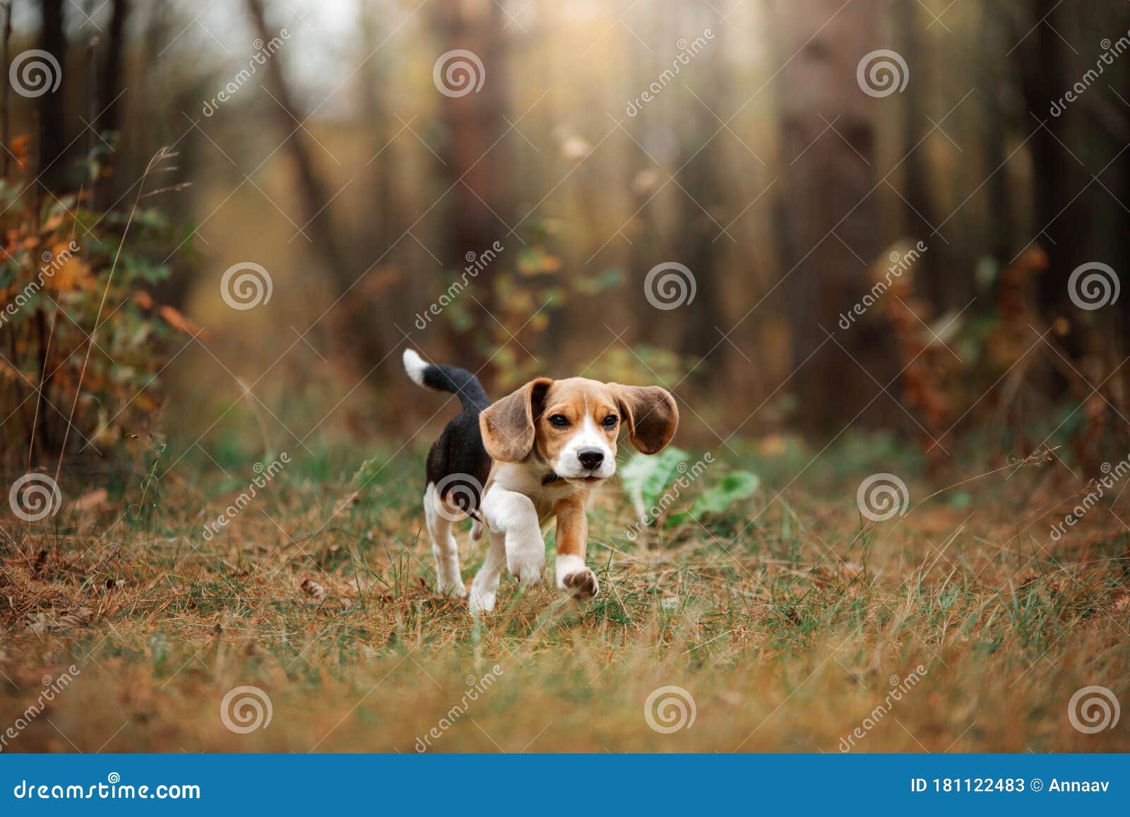Foran dig Held og lykke Strøm Dog on Nature in the Park.beagle Puppy. Pet for a Walk Stock Image - Image  of dachshund, funny: 181122483