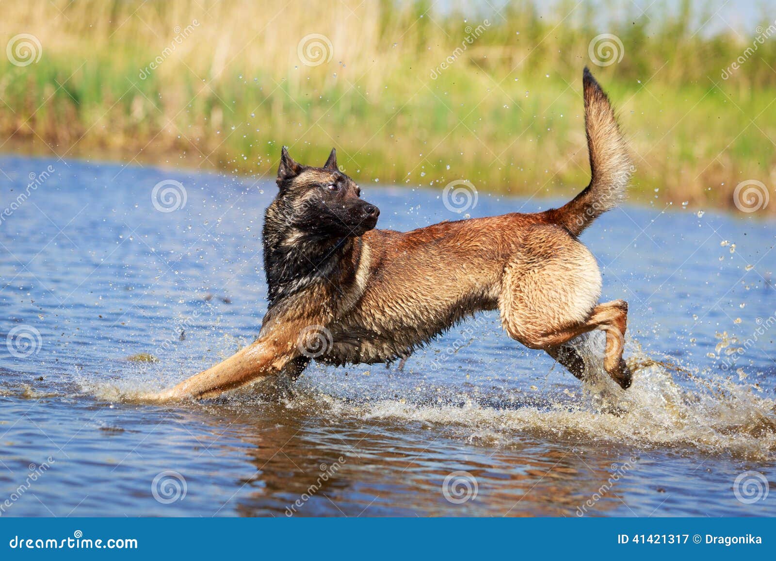 Dog in nature at summer