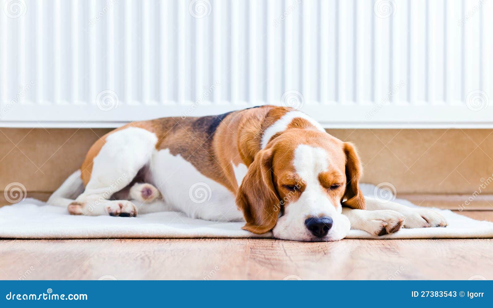 The Dog Near To a Warm Radiator Stock Image Image of radiator, sleep