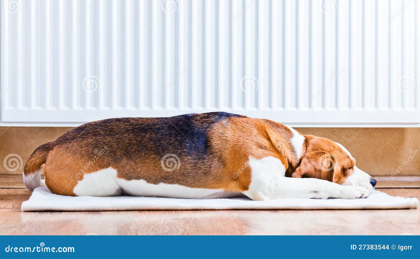 The Dog Near To a Warm Radiator Stock Photo Image of cute, floor