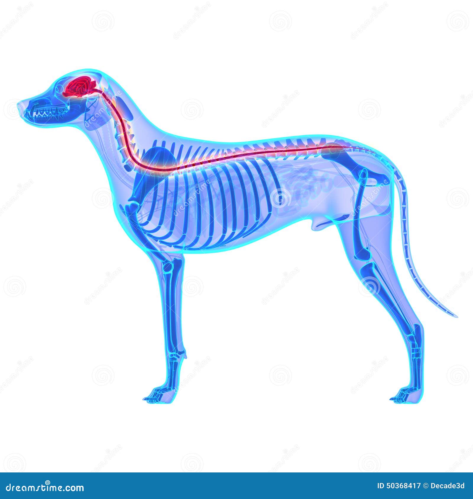 dog nervous system - canis lupus familiaris anatomy -  o