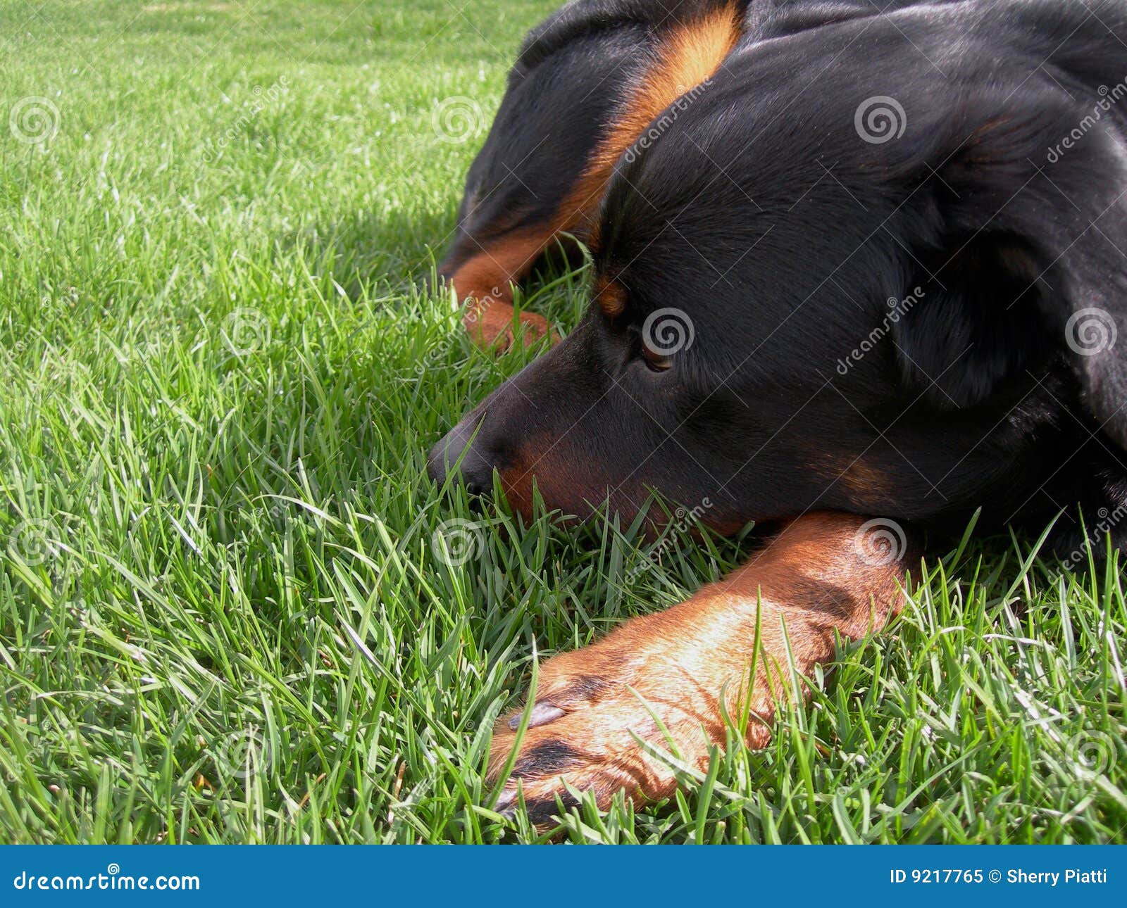 dog nestled in grass