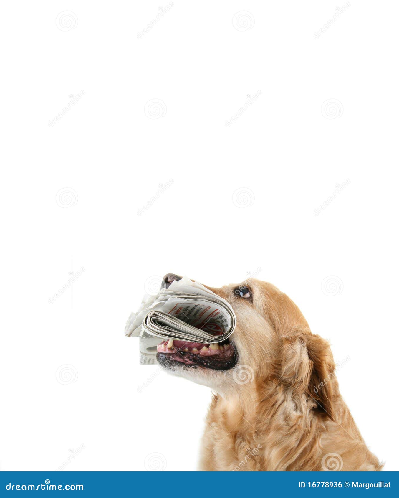 Dog with newspaper stock photo. Image of background, white 16778936