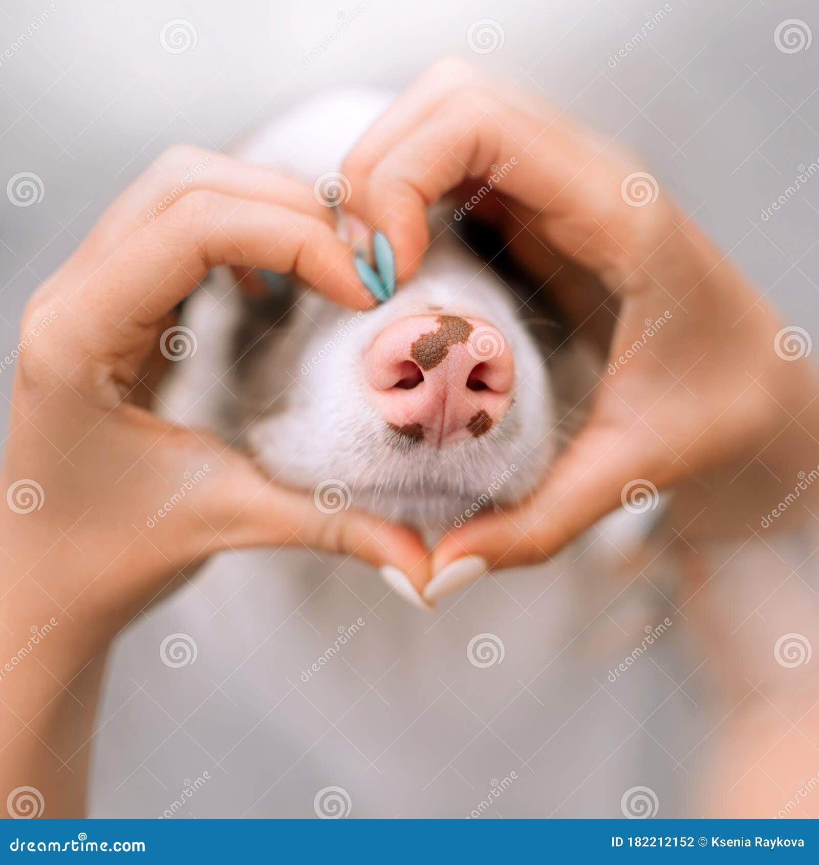 dog nose close up with owner hands in a heart  around it