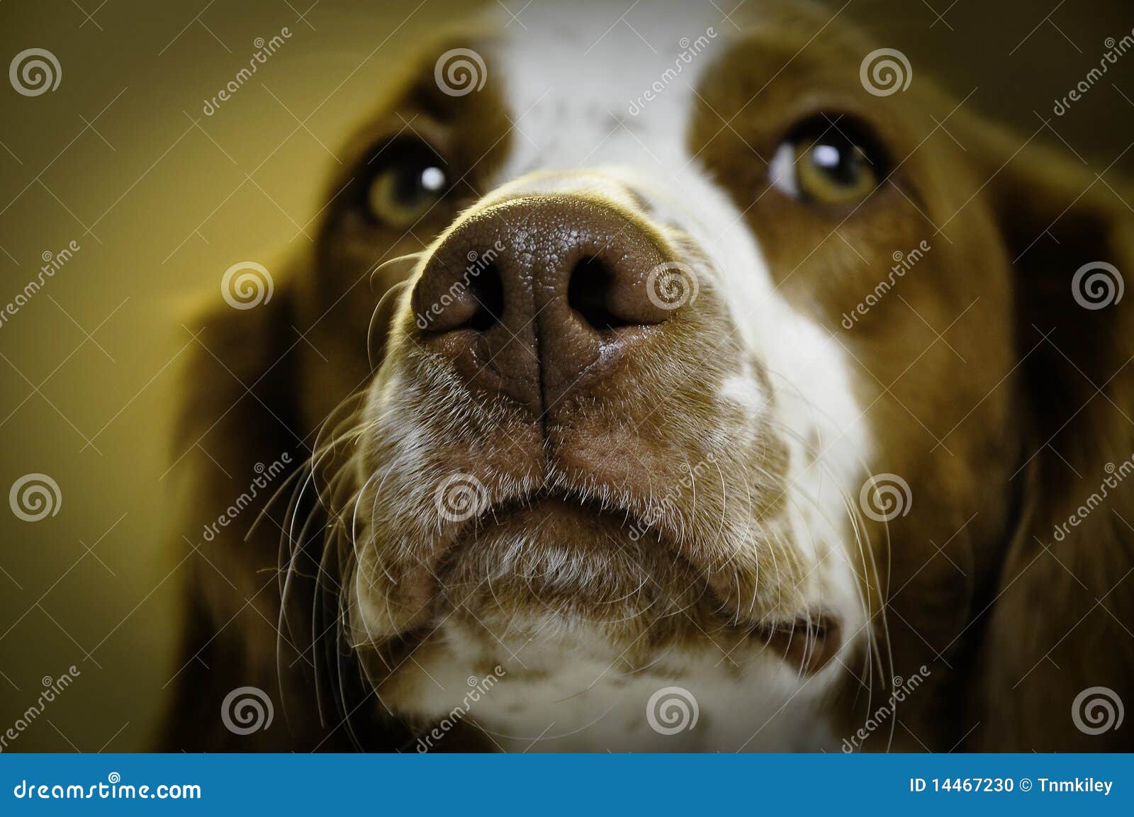 dog nose closeup