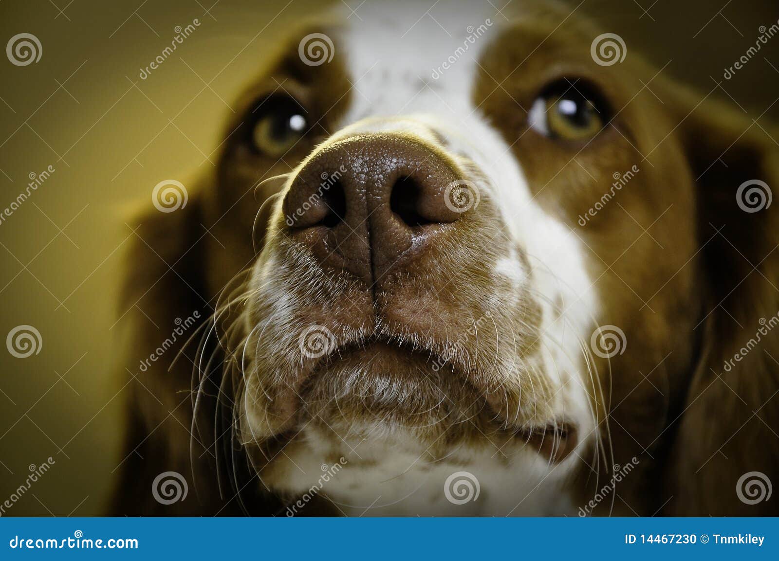 Dog nose closeup stock photo. Image of closeup, beautiful 14467230
