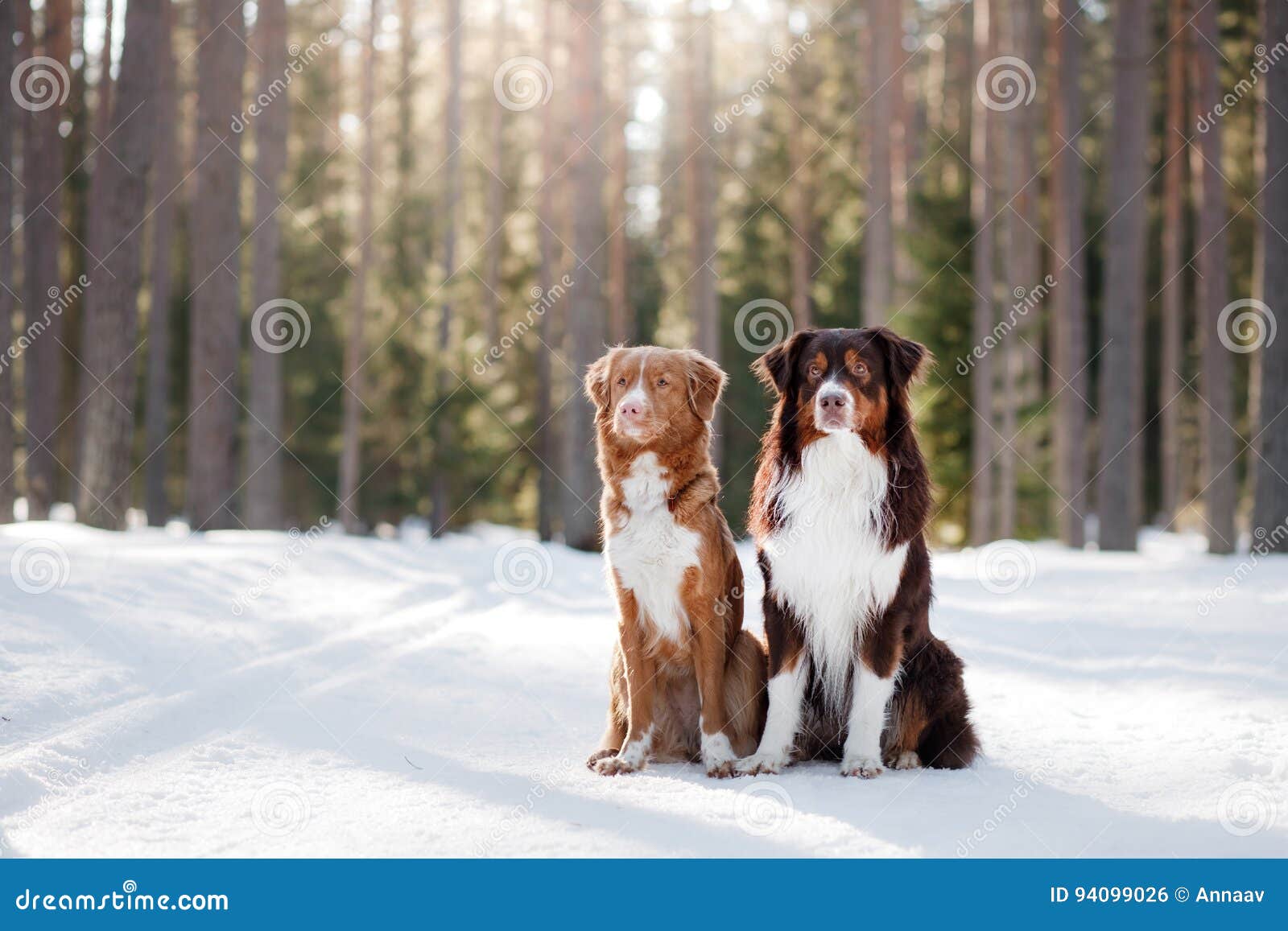 Dog Nova Scotia Duck Tolling Retriever Australian Shepherd Photos Free Royalty Free Stock Photos From Dreamstime