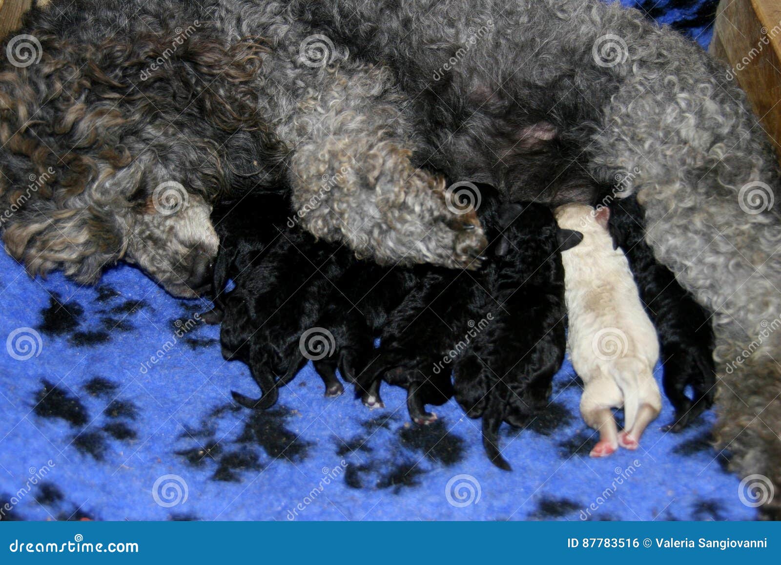 Dog nursing puppies stock photo. Image of puppies, puppy 87783516