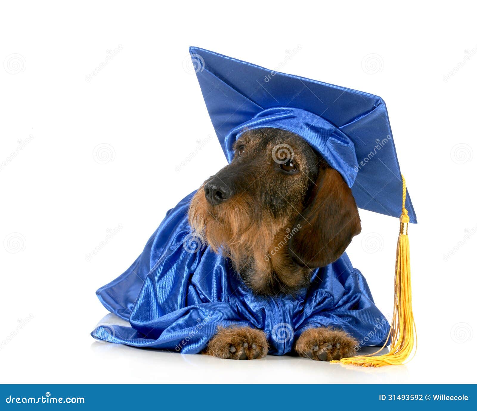 HNHPE Dog Graduation caps Pet Graduation Caps : Amazon.in: Pet Supplies