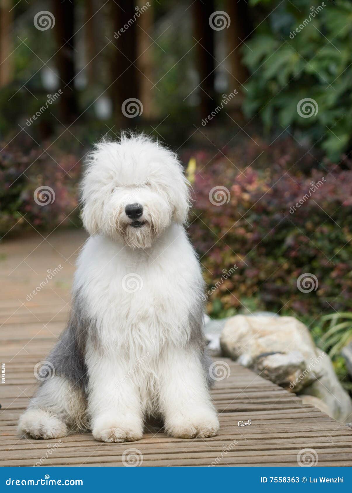 Viejo Pastor Ingles Cachorro  English dogs, Old english sheepdog