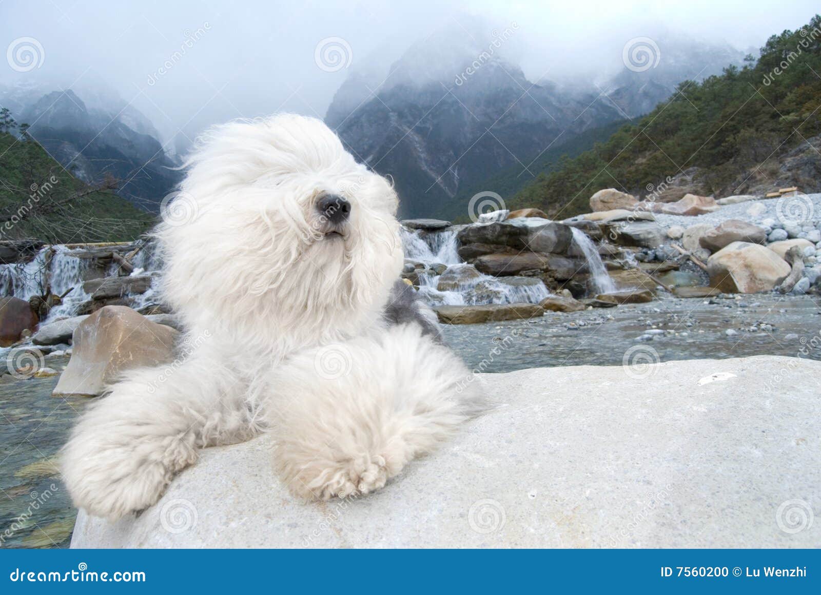 Dog Old English Sheepdog. A dog stands on rock river