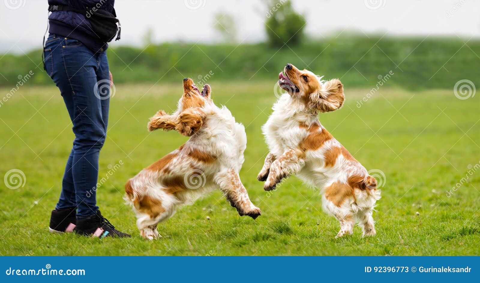 Dog outdoors jumping up stock image. Image of looking 92396773