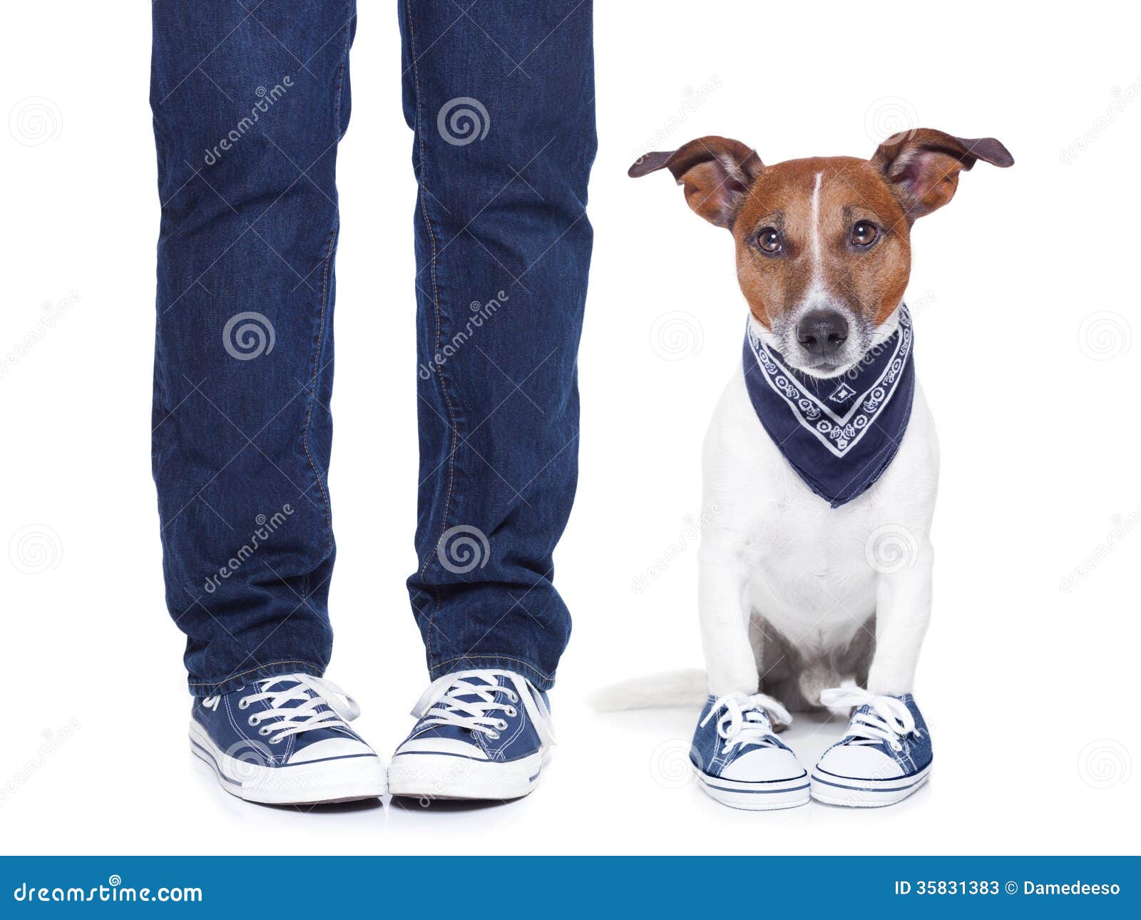 how do you teach a dog to wear shoes